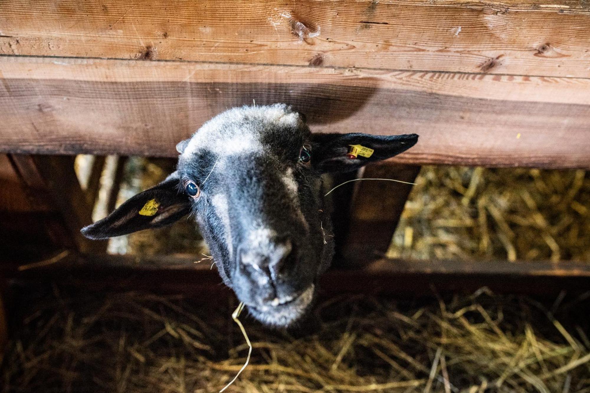 Beim Untertimmeltaler Daire Matrei in Osttirol Dış mekan fotoğraf