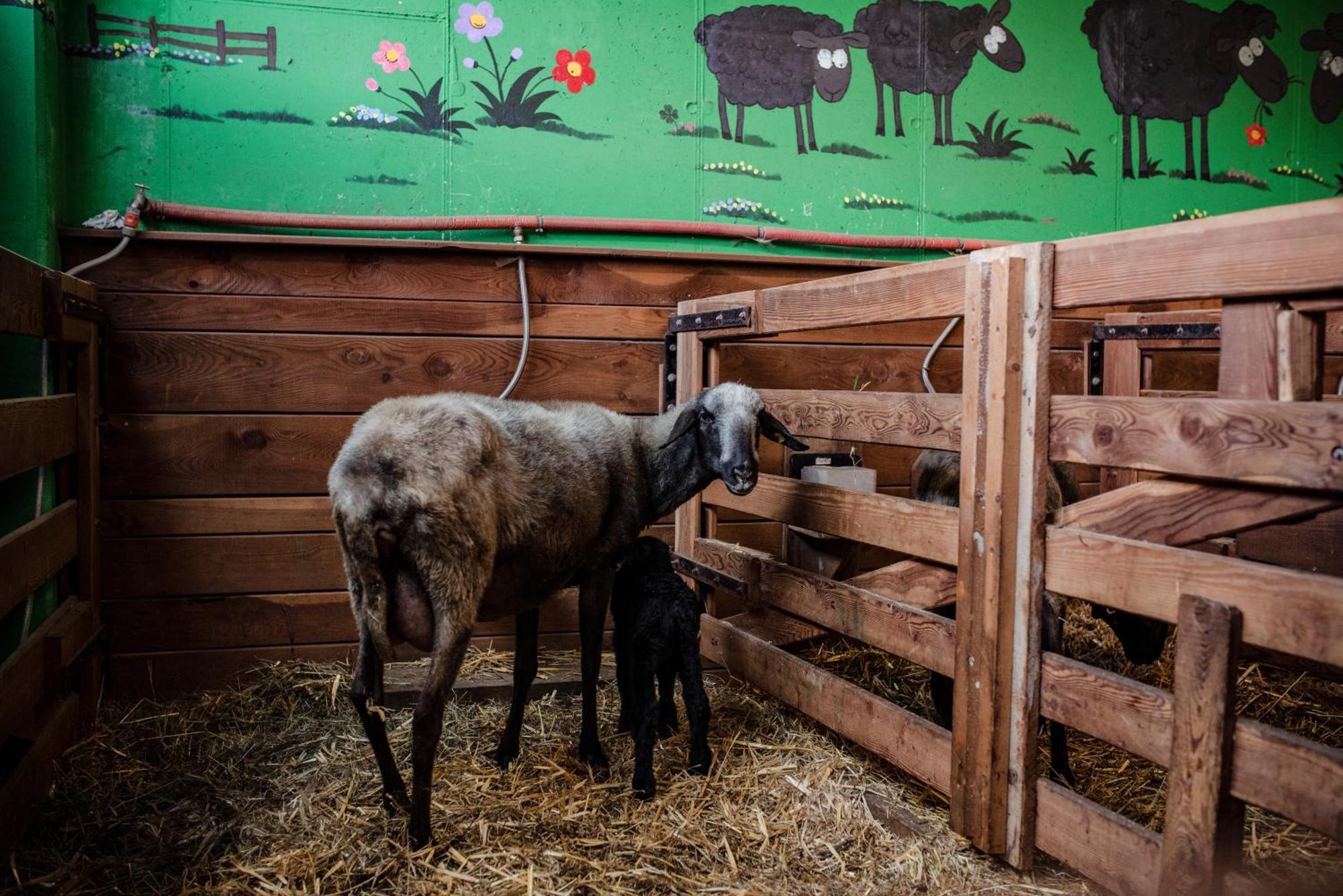 Beim Untertimmeltaler Daire Matrei in Osttirol Dış mekan fotoğraf
